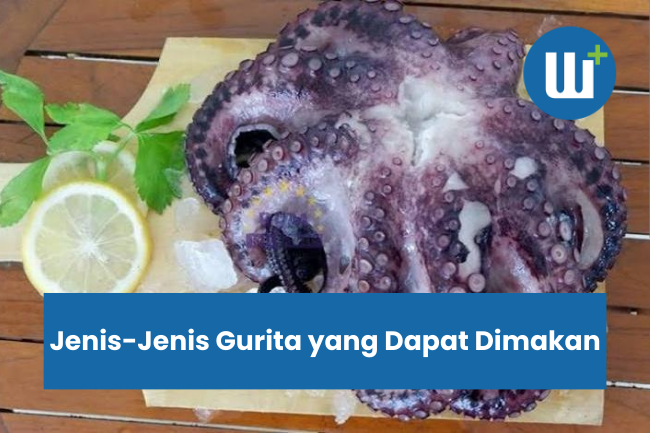 Jenis-Jenis Gurita yang Dapat Dimakan